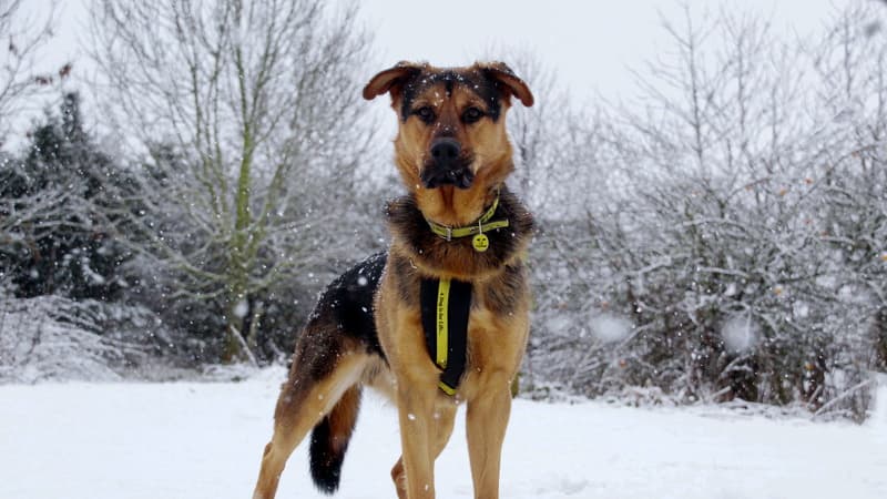 Image showcasing Expert tips on keeping your dog safe and warm in winter weather ...